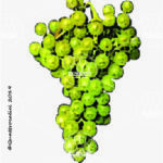 The Moscato giallo Wine Grape in Italy