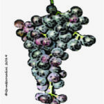 The Moscato rosa Wine Grape in Italy