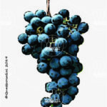 The Moscato di Scanzo Wine Grape in Italy