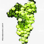 The Moscato di Terracina Wine Grape in Italy