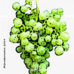 The Mostosa Wine Grape in Italy