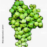 The Müller-Thurgau Wine Grape in Italy