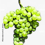 The Nascetta Wine Grape in Italy