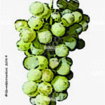 The Nasco Wine Grape in Italy