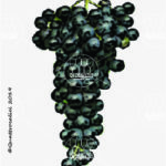 The Negrara Wine Grape in Italy