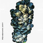 The Negretto Wine Grape in Italy