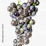 The Nerello Cappuccio Wine Grape in Italy