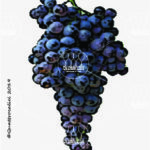 The Nerello Mascalese Wine Grape in Italy