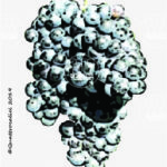 The Neretta Cuneese Wine Grape in Italy