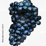 The Neretto di Bairo Wine Grape in Italy