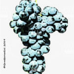 The Neyret Wine Grape in Italy