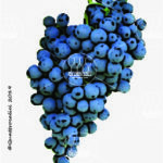 The Nieddera Wine Grape in Italy