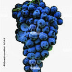 The Nocera Wine Grape in Italy