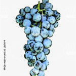 The San Nicola Wine Grape in Italy