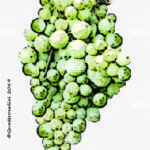 The Nuragus Wine Grape in Italy