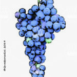 The Olivella nera Wine Grape in Italy