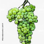 The Ortrugo Wine Grape in Italy