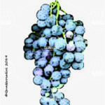 The Ottavianello Wine Grape in Italy