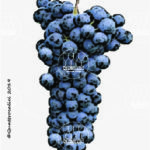 The Pallagrello nero Wine Grape in Italy