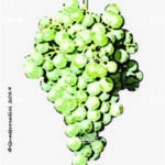 The Pampanaro Wine Grape in Italy