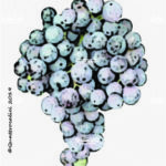 The Pascale Wine Grape in Italy