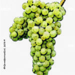 The Passerina Wine Grape in Italy