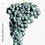The Saccola Wine Grape in Italy
