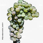 The Pecorello Wine Grape in Italy