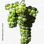 The Pecorino Wine Grape in Italy