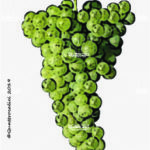 The Pedevenda Wine Grape in Italy