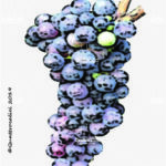 The Pelaverga Wine Grape in Italy