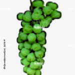 The Pepella Wine Grape in Italy