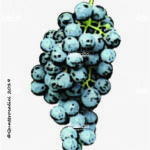 The Perla dei vivi Wine Grape in Italy