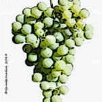 The Petit Manseng Wine Grape in Italy