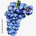 The Petit Rouge Wine Grape in Italy