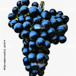 The Petit Verdot Wine Grape in Italy