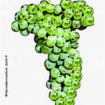 The Petite Arvine Wine Grape in Italy