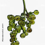 The Picolit Wine Grape in Italy
