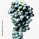 The Piedirosso Wine Grape in Italy