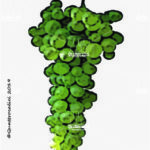 The Pigato Wine Grape in Italy