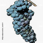 The Pignola Wine Grape in Italy