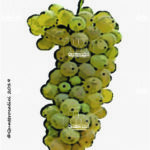 The Pignoletto Wine Grape in Italy