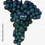 The Pignolo Wine Grape in Italy