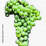 The Pinella Wine Grape in Italy