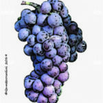 The Pinot grigio Wine Grape in Italy