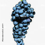 The Portoghese Wine Grape in Italy