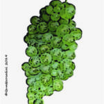 The Prié blanc Wine Grape in Italy