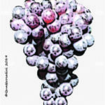 The Prié rouge Wine Grape in Italy