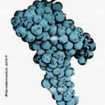 The Primitivo Wine Grape in Italy