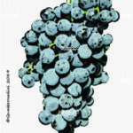 The Prunesta Wine Grape in Italy